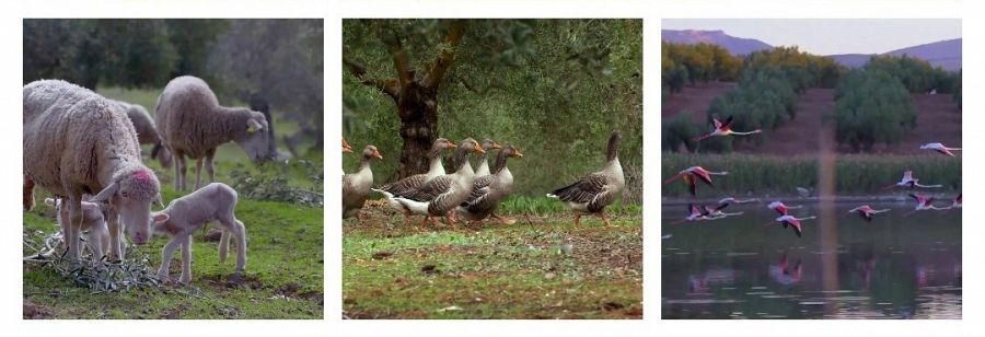 El escarabajo verde | La vida en el olivar