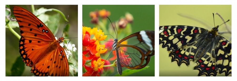 ¿Sabías que los colores de las mariposas envían mensajes?