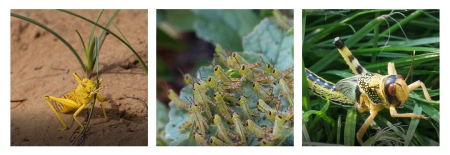 La langosta del desierto, la plaga más destructiva