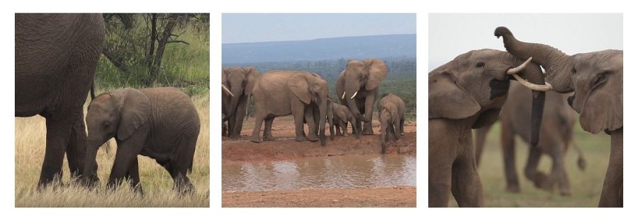 Las hembras ancianas lideran a los elefantes