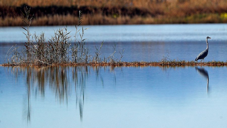 Hay 22 parques naturales en la Comunitat: 8 en Alicante, 8 en Castellón y 6 en Valencia, uno de ellos el de la Albufera.