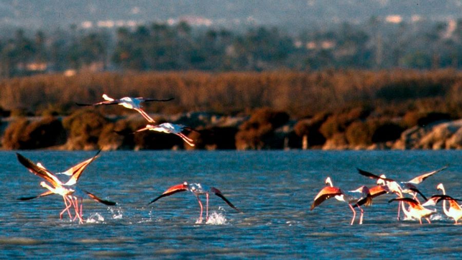 Flamencos en el parque natural de Las Salinas de Santa Pola