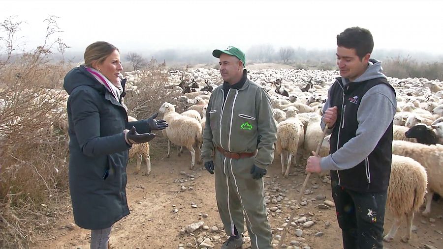 Dos pastores conversan con la reportera de Comando Actualidad rodeados de un rebaño de ovejas.