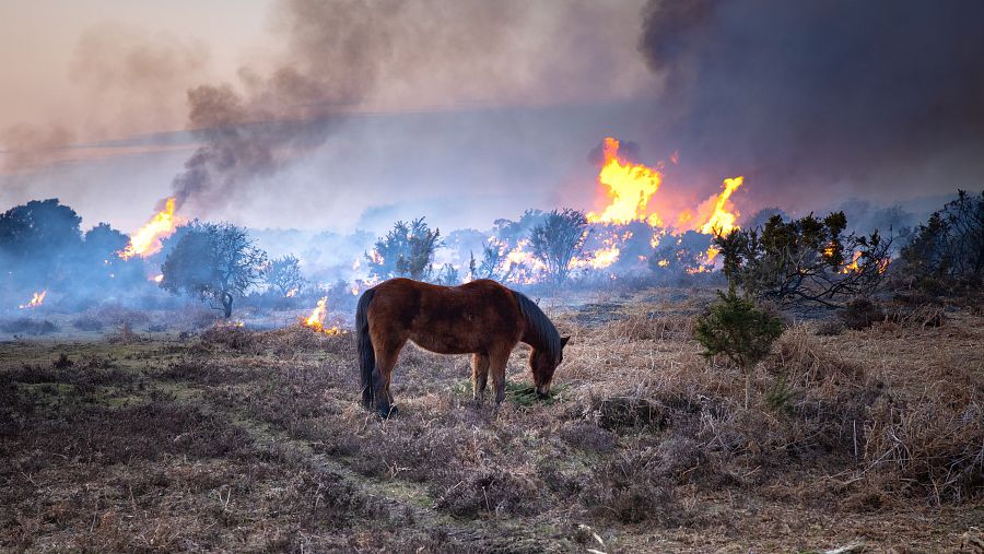 Los ecosistemas siguen deteriorándose a ritmo acelerado por la actividad humana.