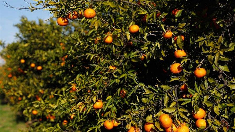 Los agricultores valencianos celebran la decisión de Bruselas pero piden que se extienda a las clemenules y los pomelos