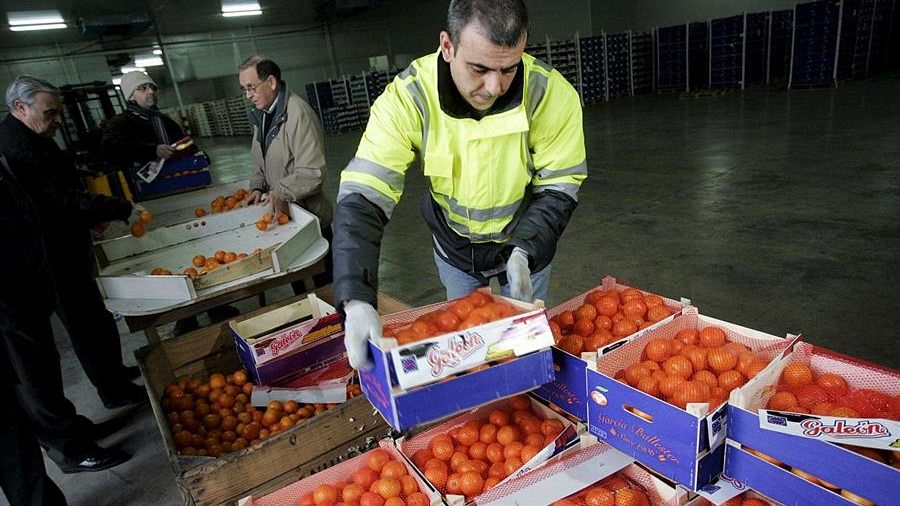El tratamiento en frío obliga a aplicar criterios fitosanitarios para que el producto llega a su destino sin ningún tipo de plaga