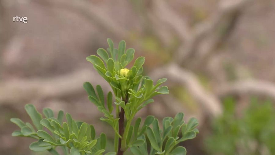 Imagen de ruda común