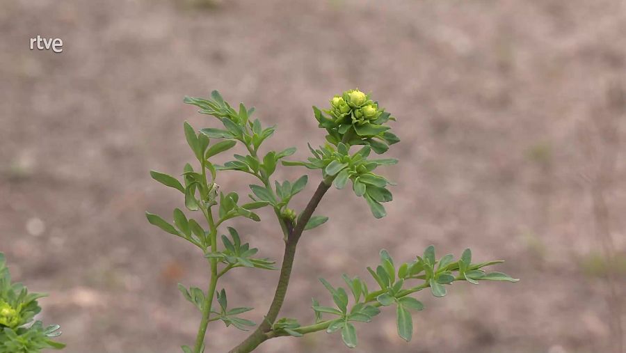 Imagen de ruda bravía