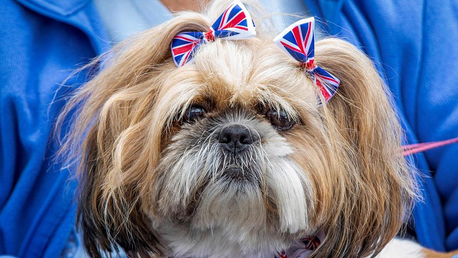 Un perro con dos lazos con la bandera británica durante las celebraciones del Jubileo de Platino de la reina Isabel II