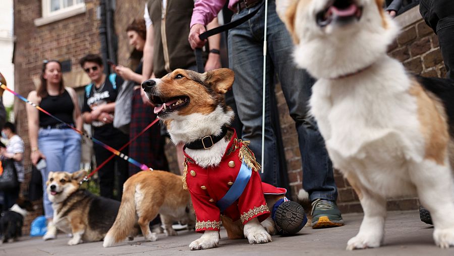Varios perros participan en un desfile organizado por el Club Corgi de Reino Unido durante la celebración del Jubileo de Platino de Isabel II