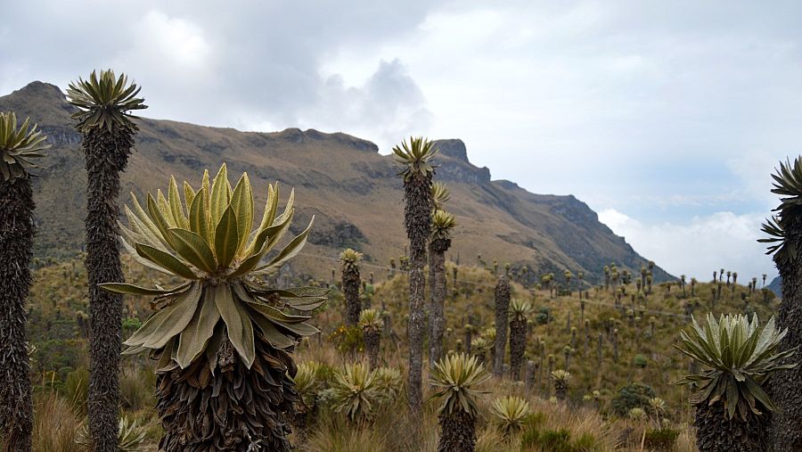 Parque Nacional Natural Los Nevados, Colombia