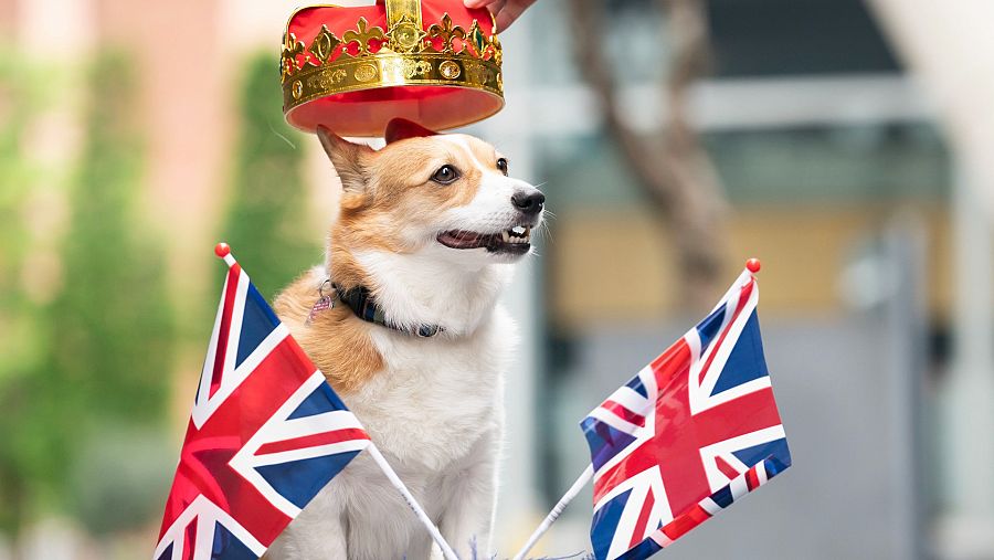 Un perro de la raza Corgi, adornado con una corona y banderas británicas.