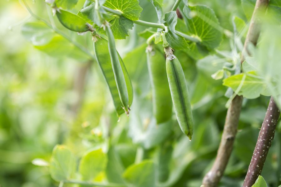 Planta de guisantes
