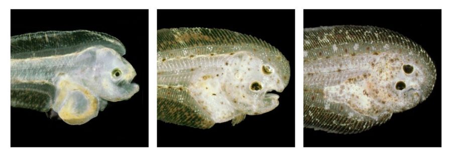 Los peces planos cambian sus ojos de posición