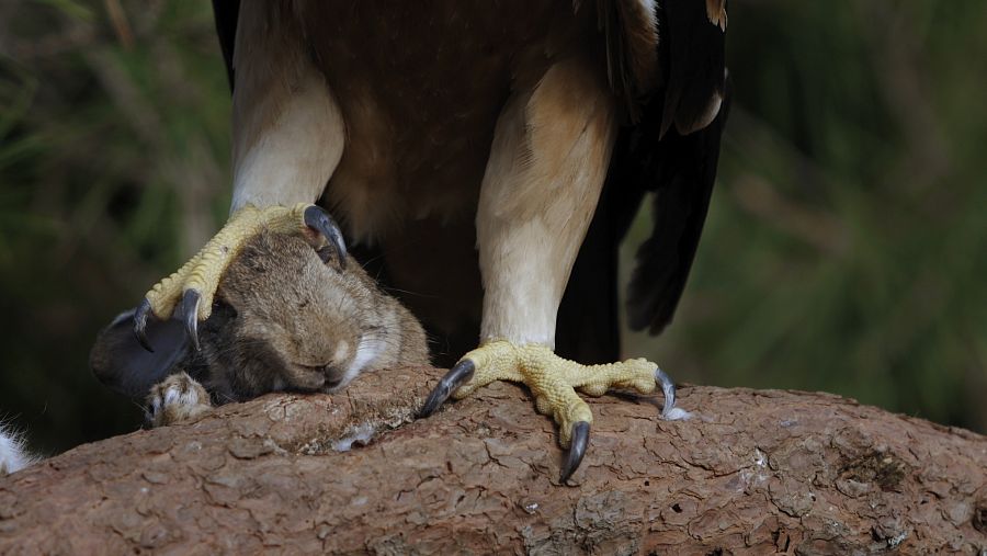 Una àguila imperial ha caçat un ratolí