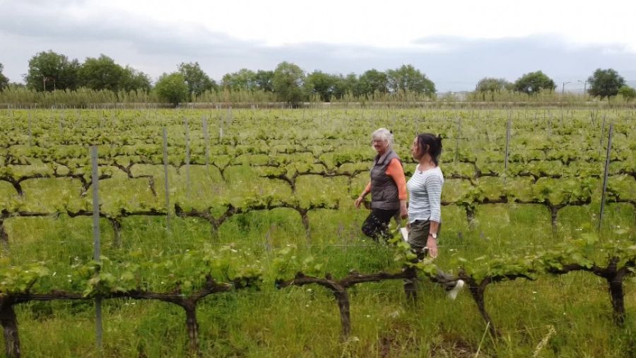 Con Pilar Andrés, investigadora del CREAF, en una finca de viñedos en Girona