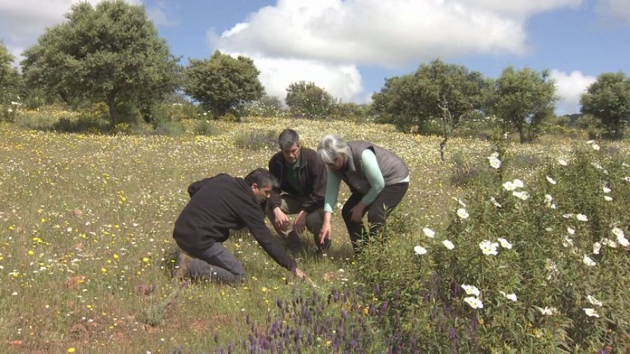 Mirando los suelos de la finca Nuevos Mundos de los hermanos Campa en Retamal de Llerena en Badajoz
