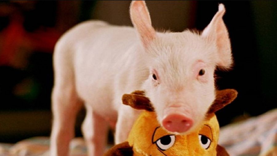 Cine Clan - 'Rudy, un cerdito de carreras' Fotograma 1