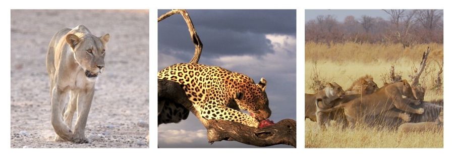 ¿Cómo cazan los felinos?