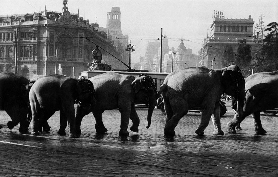 'Elefantes en la Cibeles', (años 50)