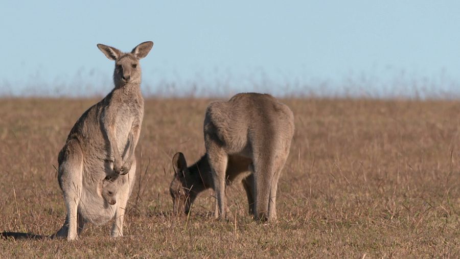 Cangurs