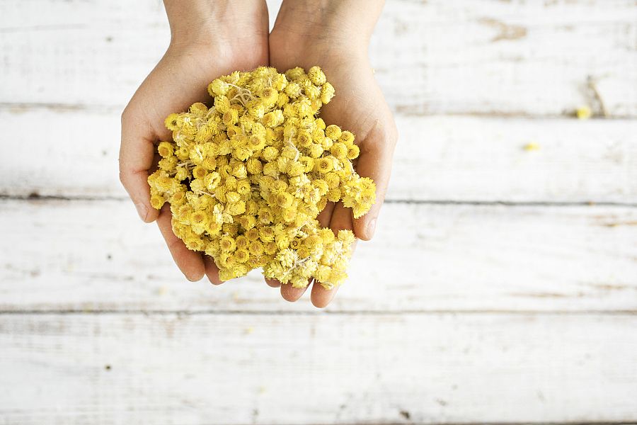 Imagen de siempreviva