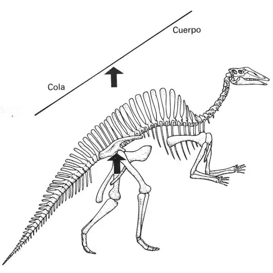 ¿Por qué los humanos perdimos la cola?