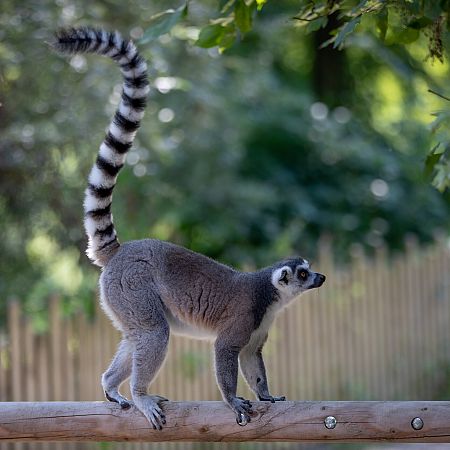 Un lemur.