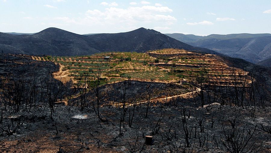 Un cultivo rodeado de monte quemado en el incendio de Cortes de Pallás (Valencia), cortafuegos natural contra los incendios