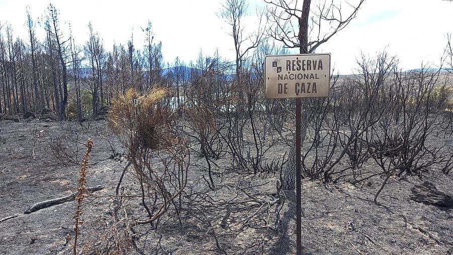 Árboles calcinados en la Sierra de la Culebra