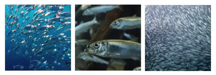 La estrategia detrás de los cardúmenes o bancos de peces