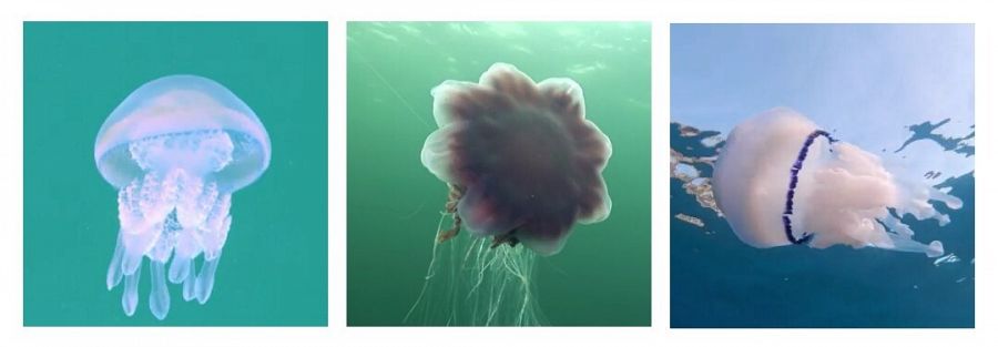 ¿Sabías que las medusas no tienen ni cerebro ni corazón?