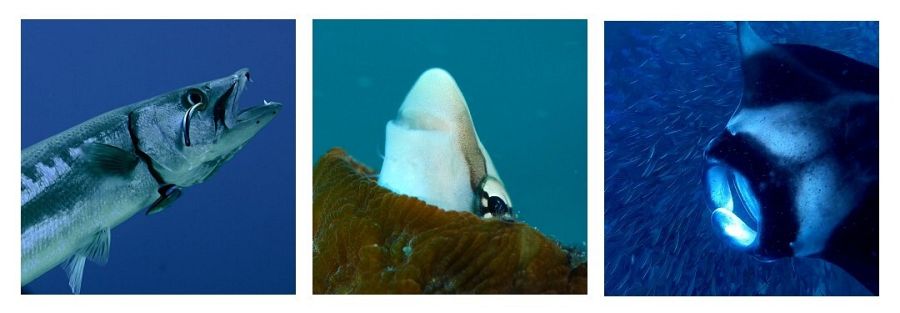 Los mejores peces limpiadores del mundo