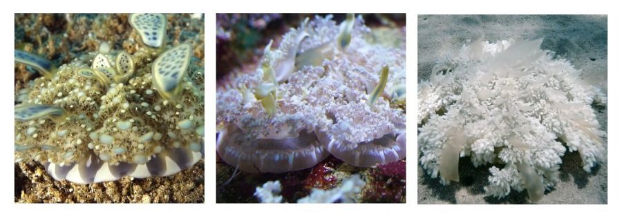 ¿Sabías que una especie de medusa se alimenta por fotosíntesis?