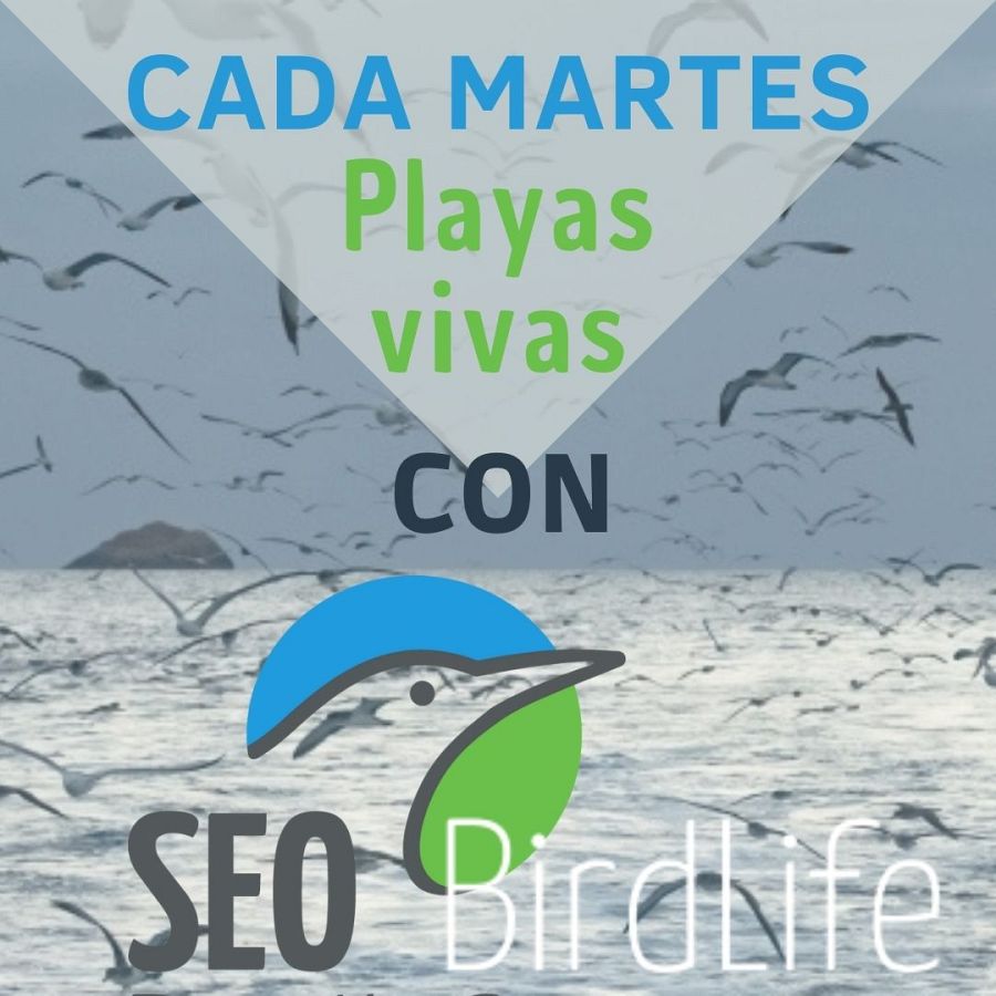 Los representantes de SEO/BirdLife, la Sociedad Española de Ornitología y ONG, hablrán en la sección 