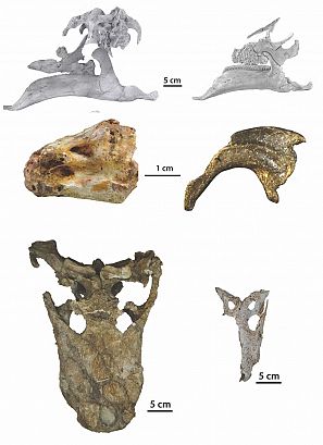 Fósiles del Cretácico de Ribagorza