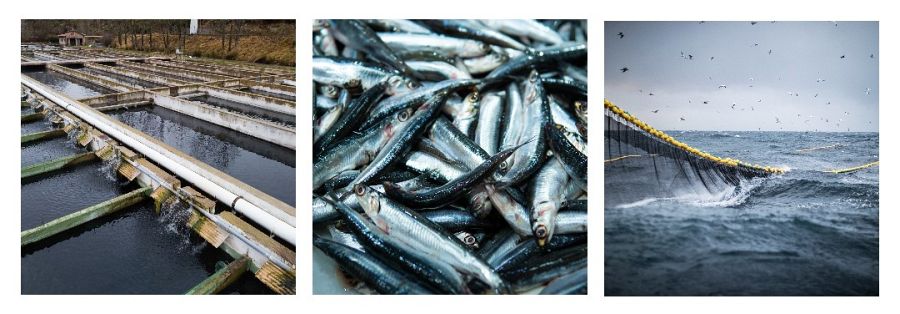 ¿Están contentos los peces de piscifactoría?