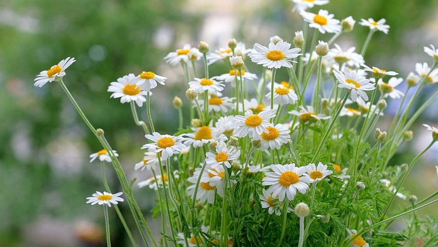 Planta de manzanilla