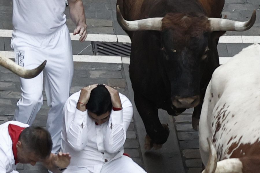 Un mozo se protege al paso de varios toros de la ganadería de Miura tras caerse durante el octavo encierro de los Sanfermines.