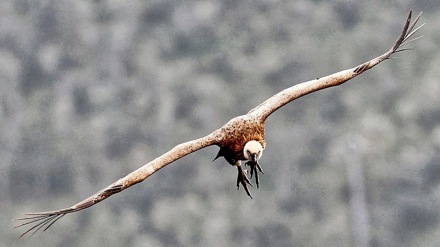 Un buitre sobrevuela el Parque Nacional de Monfragüe.