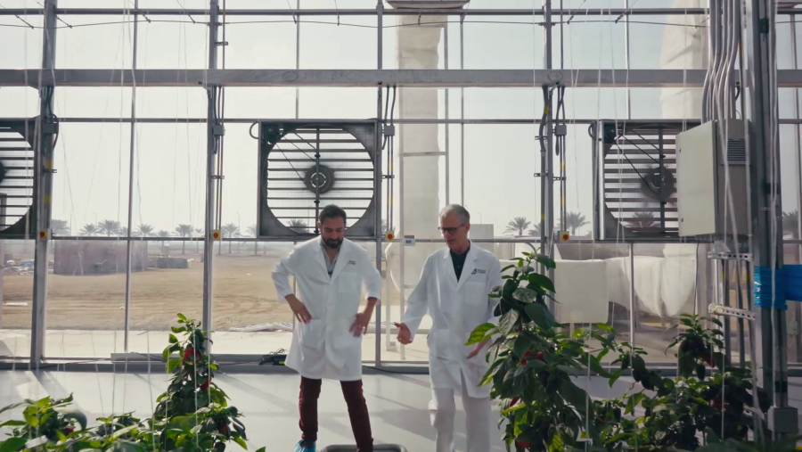 Al estar en el desierto, el invernadero de Mark Tester debe mantener las altas temperaturas más bajas que las que hay en el exterior.