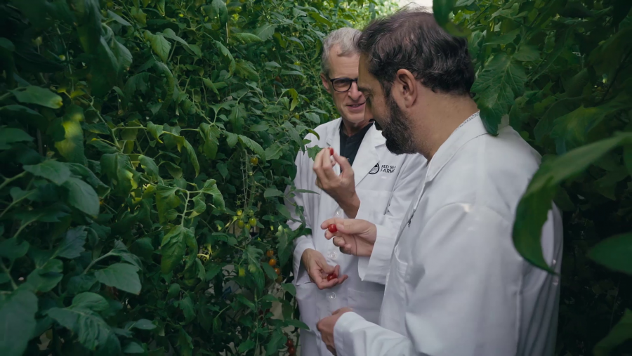 Pere Estupinyà prueba una de las variedades experimentales de tomates que se pueden regar con agua de mar.