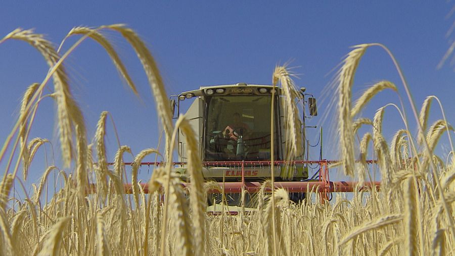 Cosechadora de frente con el cereal en primer término.
