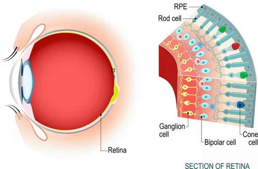 La luz llega hasta la parte posterior del globo ocular, que la percibe gracias a los bastoncillos y conos. Éstos envían señales visuales al cerebro. 