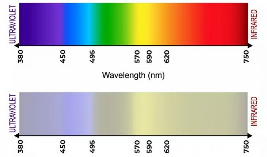 Las diferentes longitudes de onda de la luz se traducen en colores distintos en el sistema visual de un animal. El de arriba corresponde a la vista humana, y el de abajo a la de un perro.