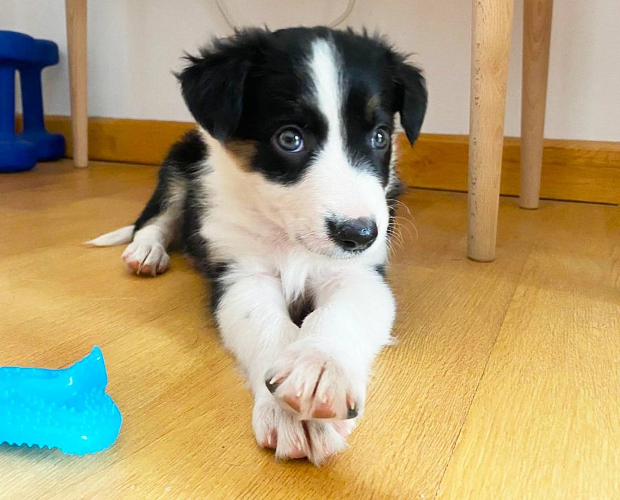 Imagen de border collie con su juguete