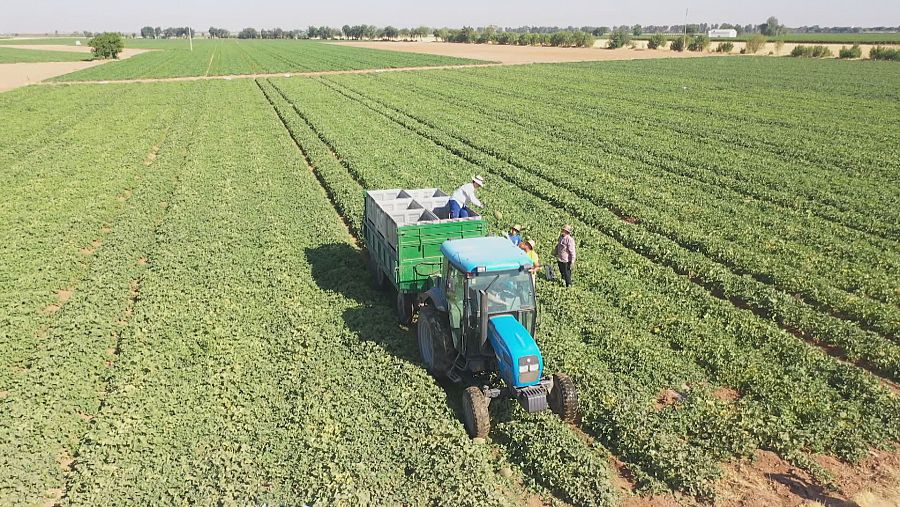 Melonar en Argamasilla de Alba, Ciudad Real