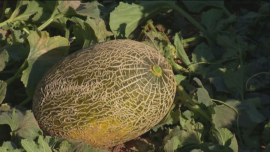 Primeros melones de la temporada