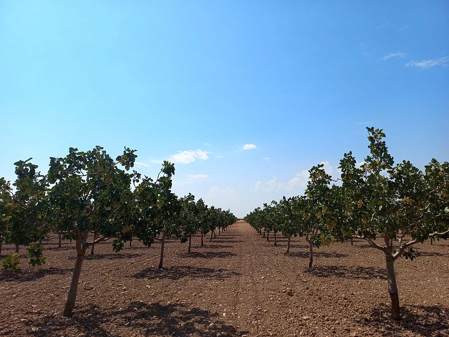 El pistacho continúa ganando terreno en la región