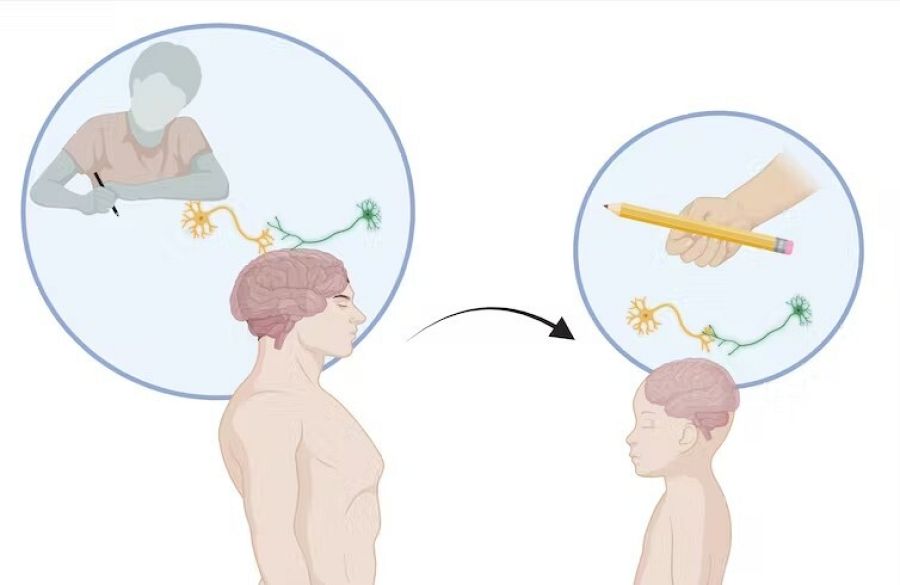 ¿Qué son las neuronas espejo?